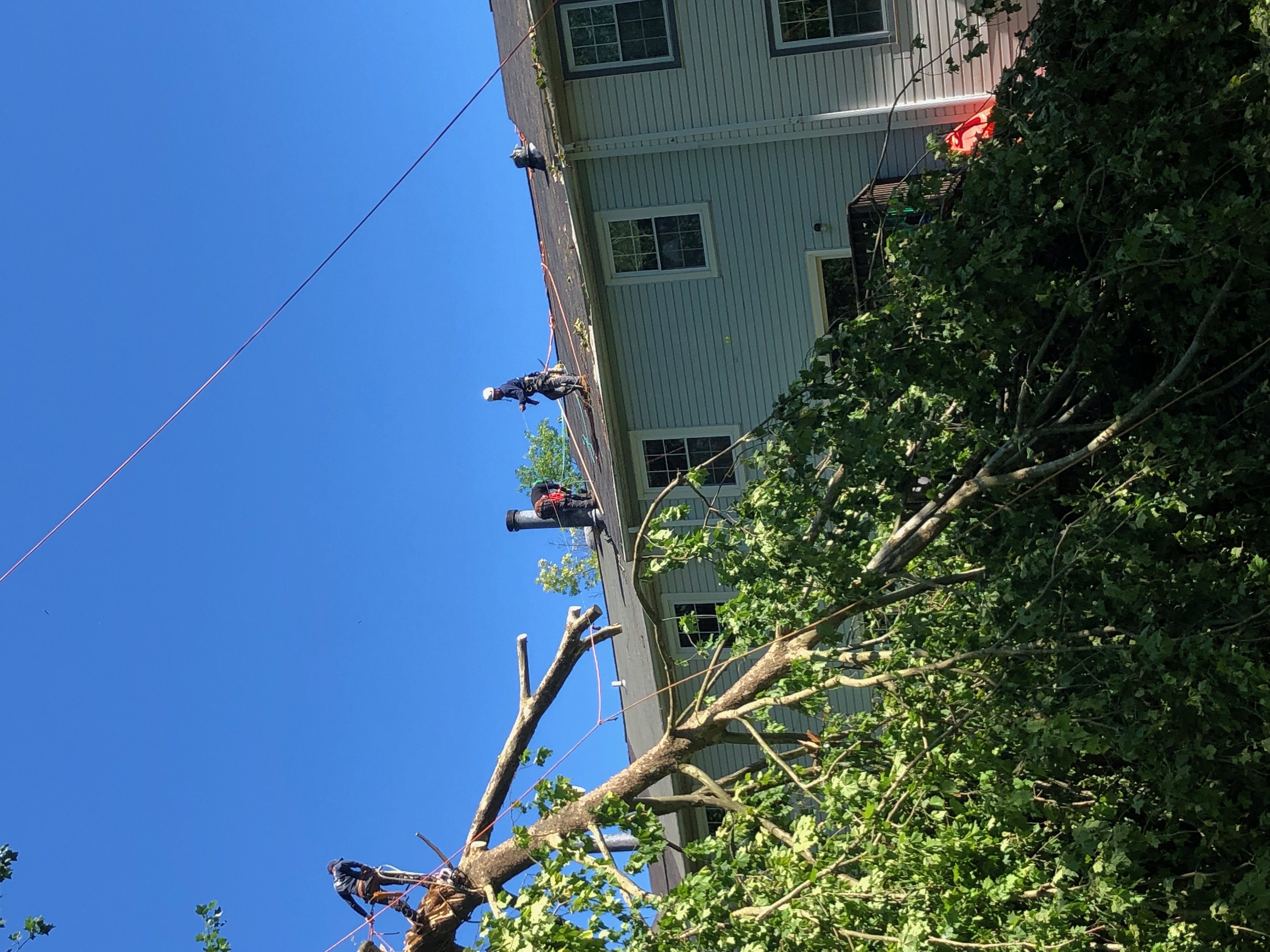 Eldersburg MD Tree Trimming