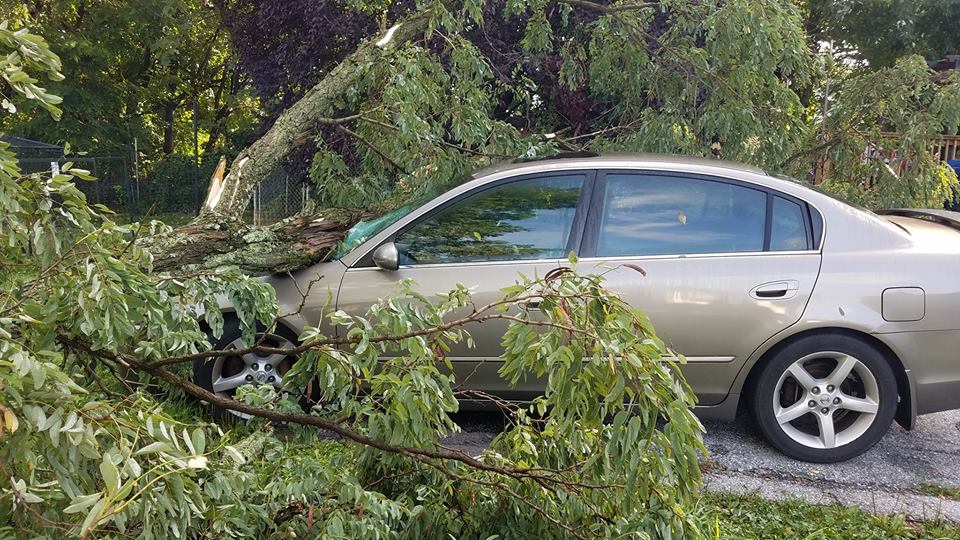 Frederick Md Emergency Tree Cleanup