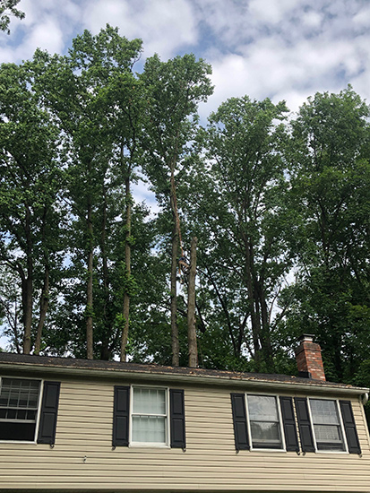 Tree Cabling Clarksville MD