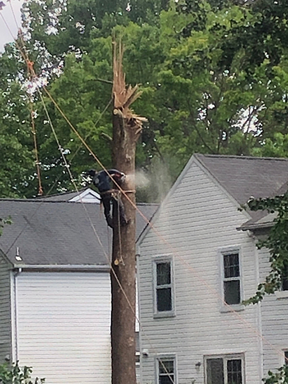 Tree Removal Woodbine MD